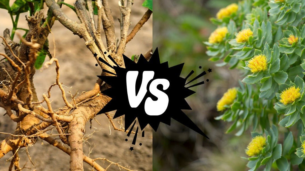 Ashwagandha or Rhodiola: Which Adaptogen Should You Choose? - Elliotti