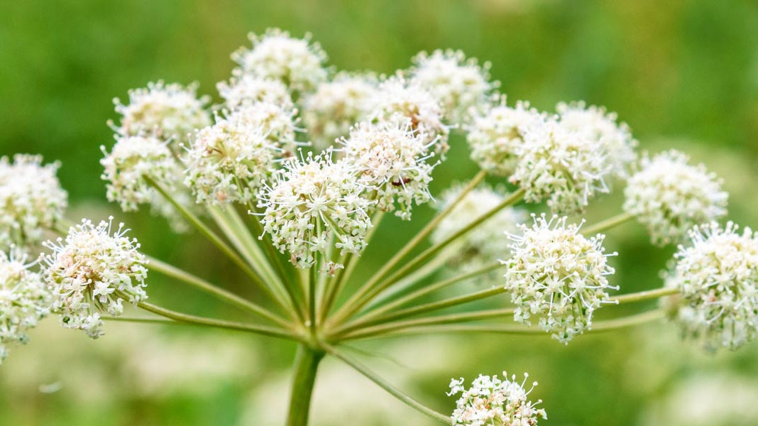 Medicinal Plants Supporting PMS Pain - Elliotti