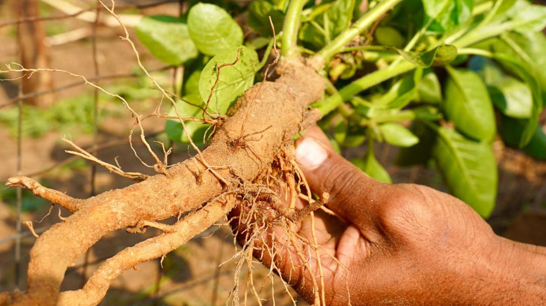 Stress, Anxiety, and Busyness: Understanding the Difference and the Role of Adaptogens - Elliotti