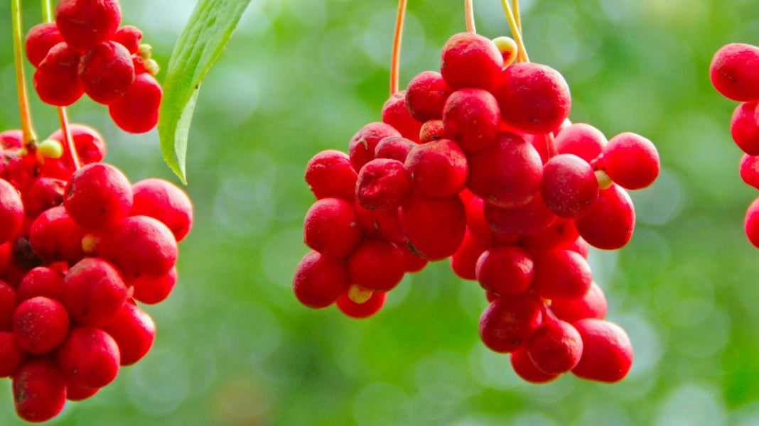 What are adaptogenic plants? - Elliotti