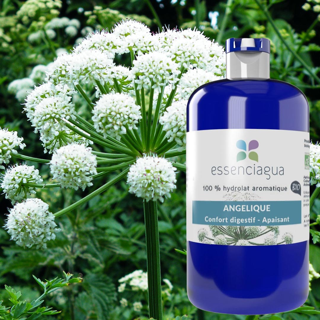 Essenciagua Angelica Organic Hydrosol, 250ml - Elliotti