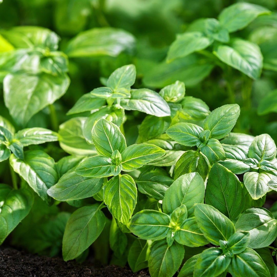 Essenciagua Basil Organic Hydrosol, 250ml - Elliotti