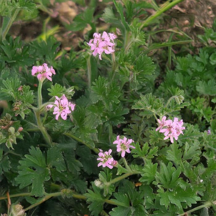 Essenciagua Bourbon Rose Geranium Organic Hydrosol, 250ml - Elliotti