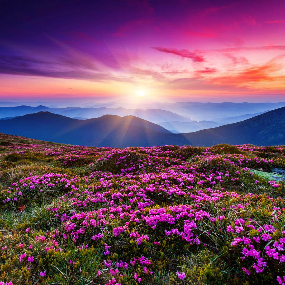 Natures Gifts - Share the love of nature's pure gifts - Elliotti