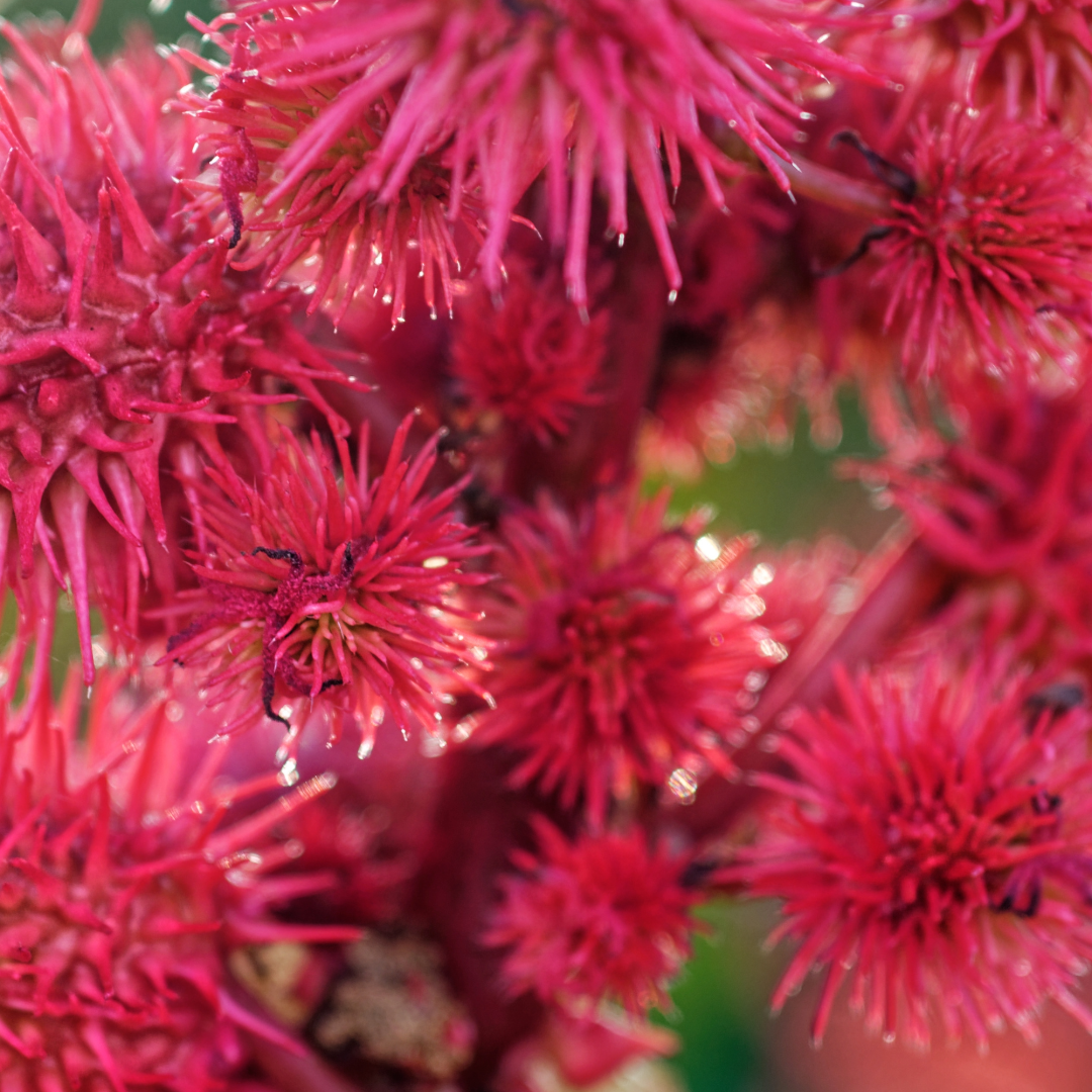 Elliotti Nature’s Kiss - Organic Lip Plumper - Elliotti