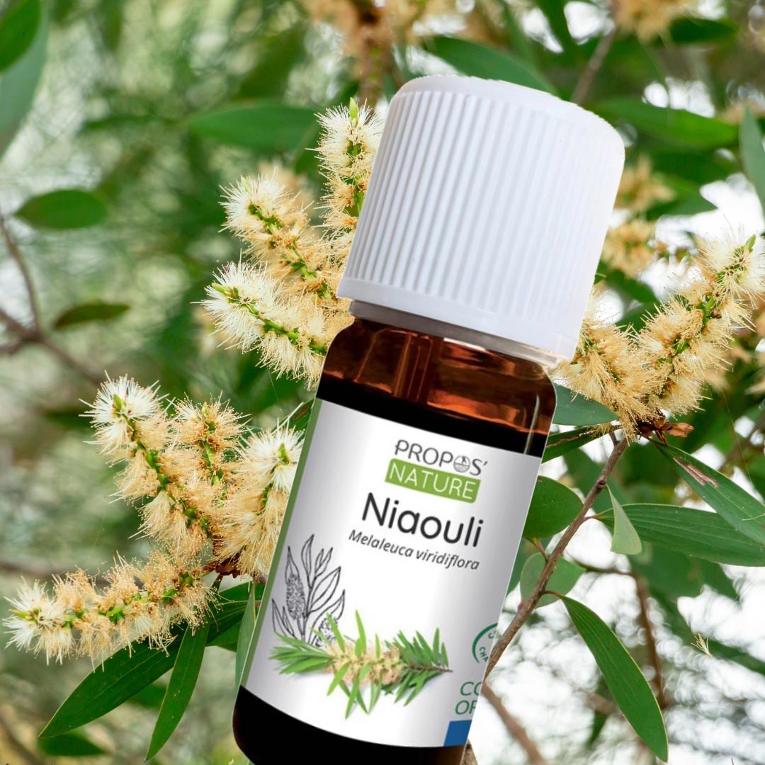Organic Niaouli essential oil - Elliotti