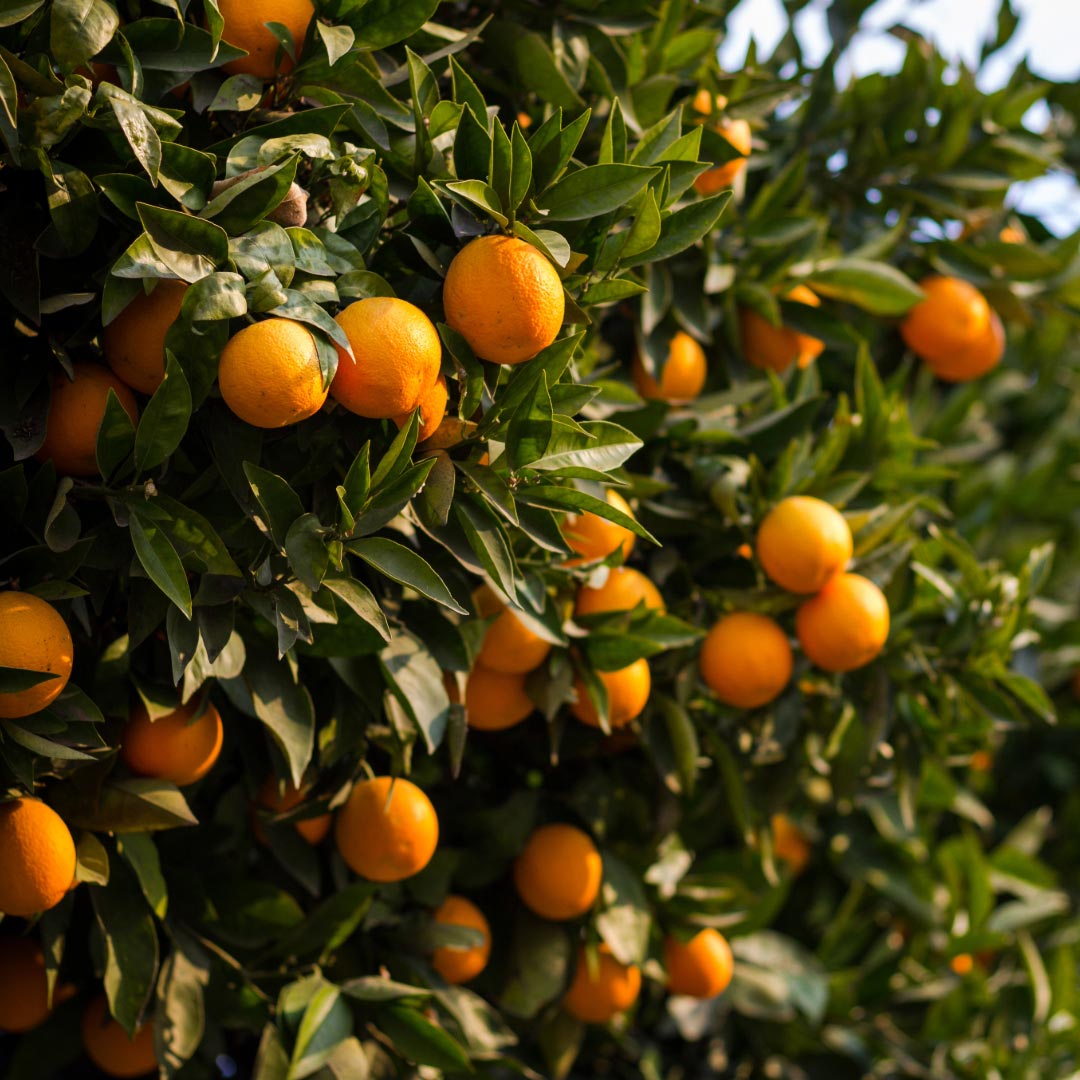 Propos'Nature Petitgrain Bigarade Organic Essential Oil, 10ml - Elliotti