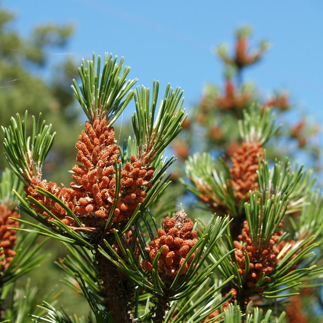 Propos'Nature Pine Scots Organic Essential Oil, 10ml - Elliotti