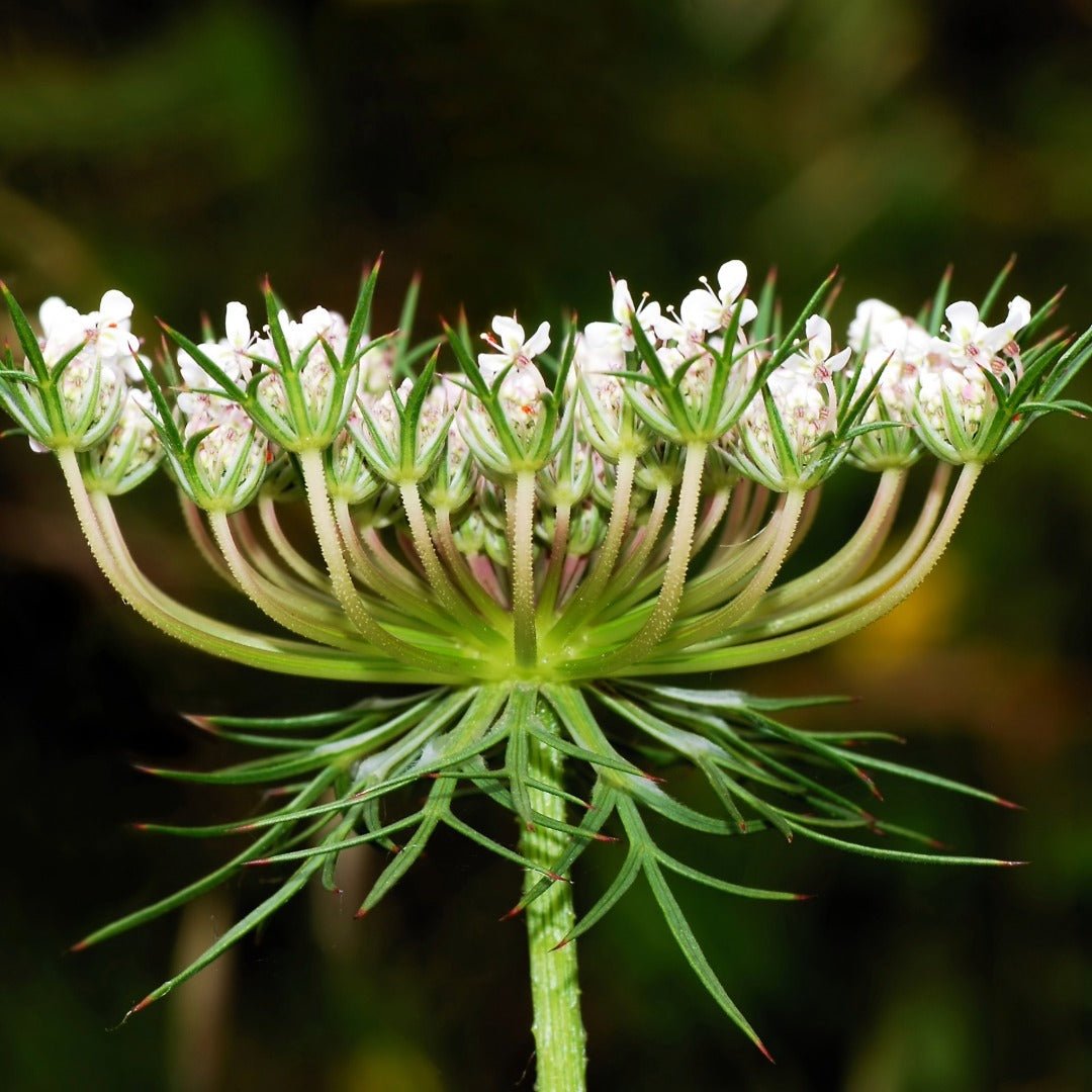 Essenciagua Wild Carrot Organic Hydrosol, 250ml - Elliotti