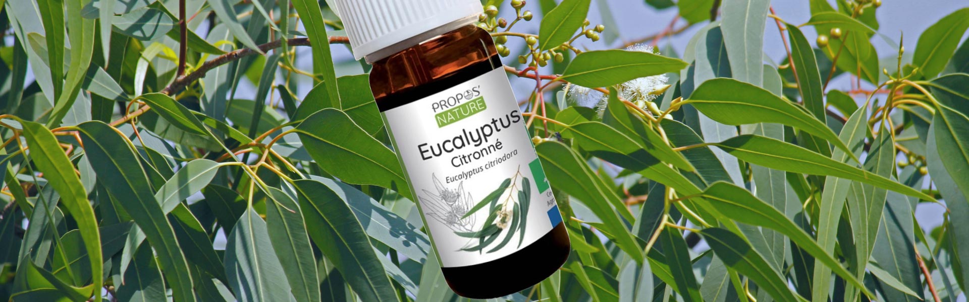 Eucalyptus Lemon Essential Oil: Benefits, Uses, and DIY Recipes for Natural Wellness - Elliotti