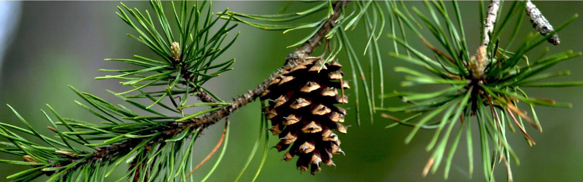 The Organic Pine Essential Oil Guide - Elliotti