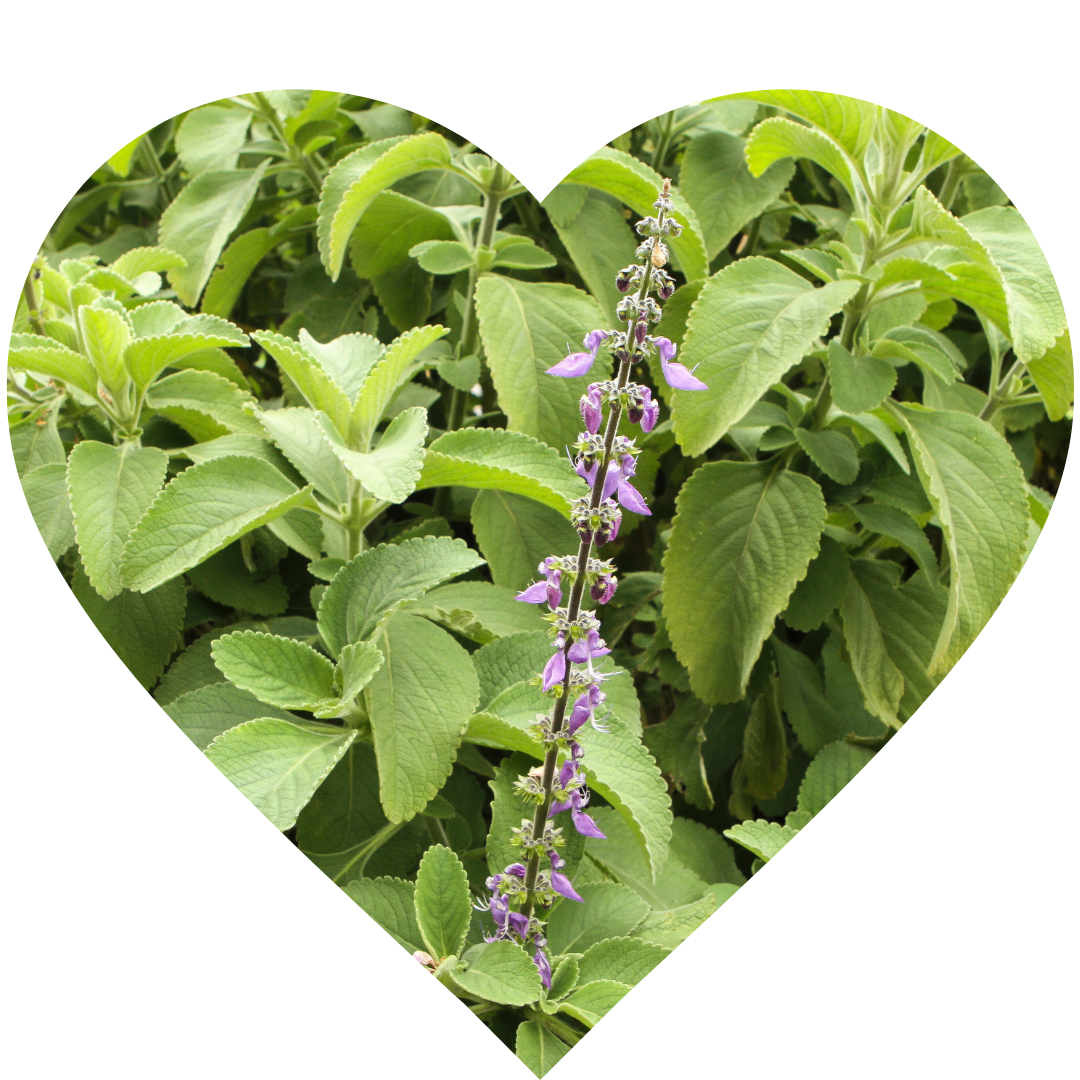 Boldo (Peumus boldus)