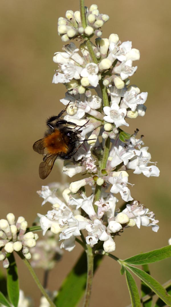 White Vitex Agnus Castus flower
