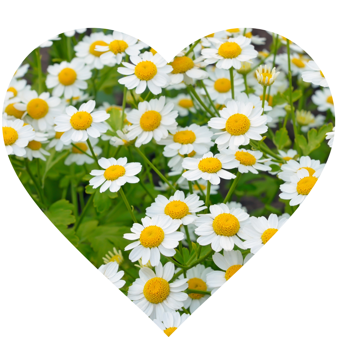 FEVERFEW (Tanacetum parthenium)