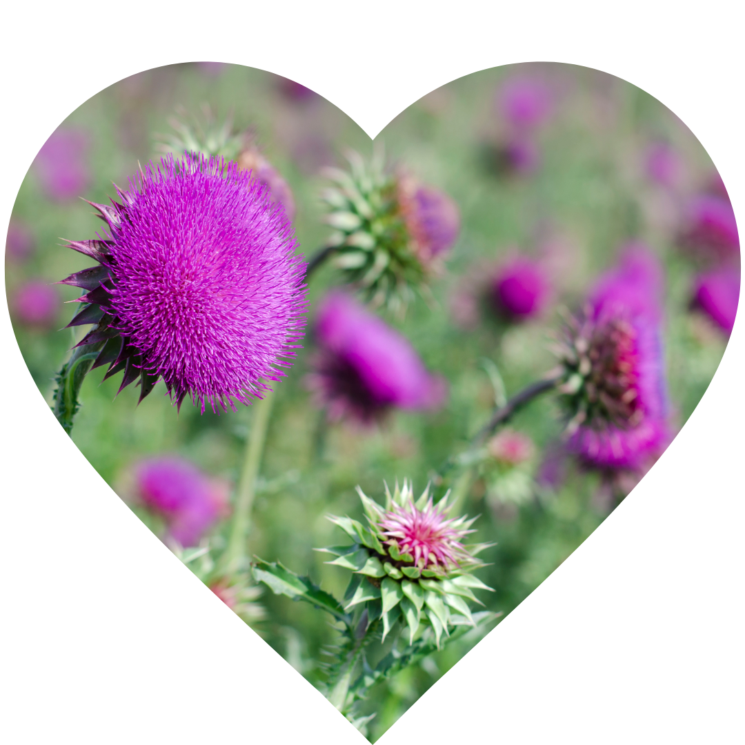 Milk thistle (Silybum marianum) 