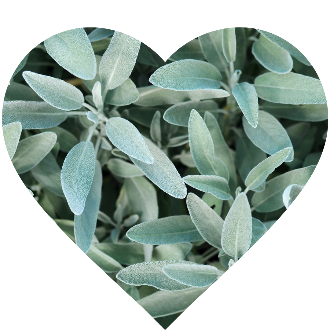 SAGE (Salvia officinalis)