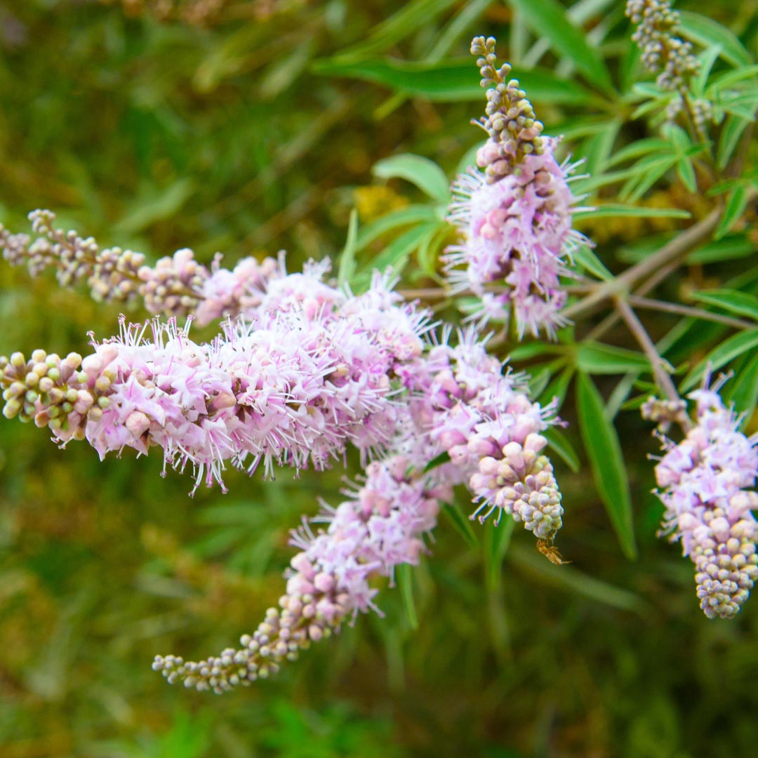 Pink Vitex Agnus Cactus flowers