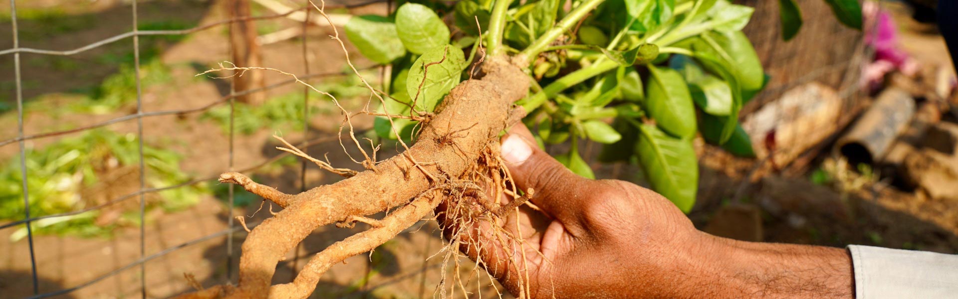 Hand holding a freshly harvested ashwagandha root with a garden background - Elliotti