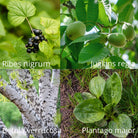 Herbiolys Allergolys - Complex of fresh plants - Elliotti