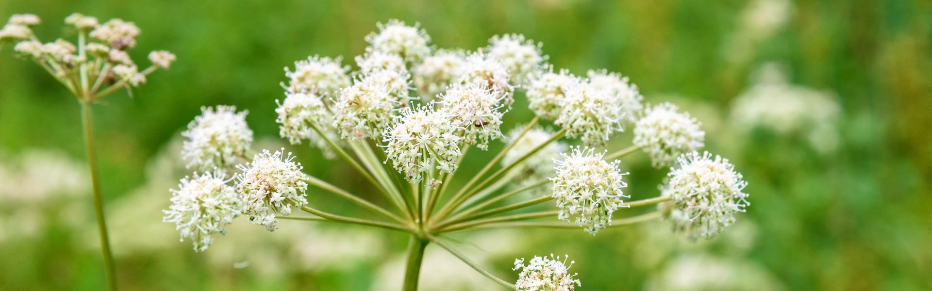 Angelica flowers