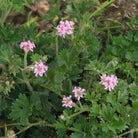 Essenciagua Bourbon Rose Geranium Organic Hydrosol, 250ml - Elliotti