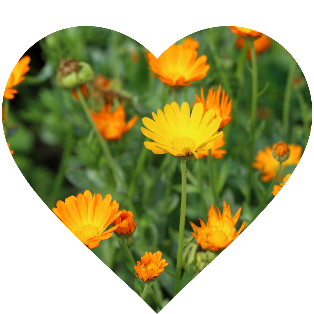 Calendula flowers