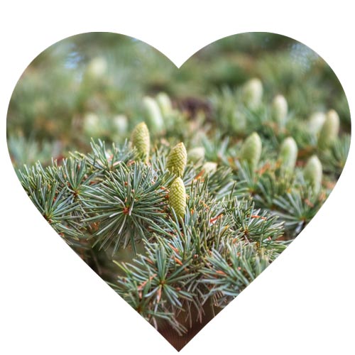 A heart shaped image of Cedarwood Atlas branches