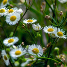 Chamomile Roman flowers- Elliotti