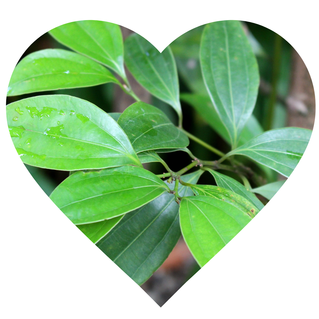 Cinnamomum zeylanicum leaf - Elliotti