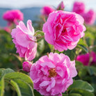 Essenciagua Damascus Rose Organic Hydrosol, 250ml - Elliotti