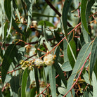 Eucalyptus Globulus tree - Elliotti