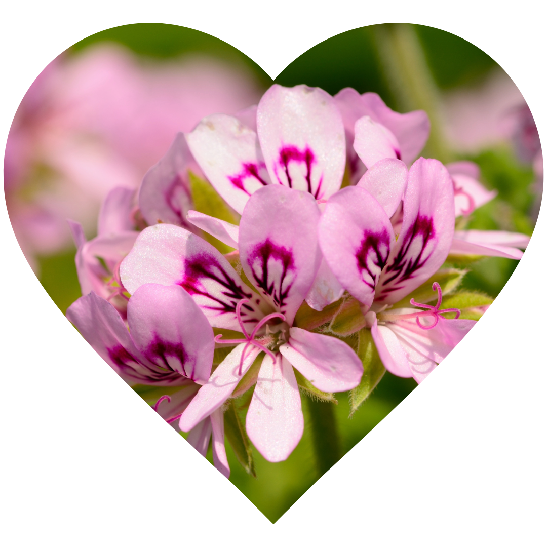 Pelargonium asperum - Elliotti