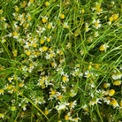 Essenciagua German Chamomile Organic Essential Oil, 2ml - Elliotti