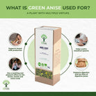 Bioptimal Green Anise Organic Infusion - Elliotti