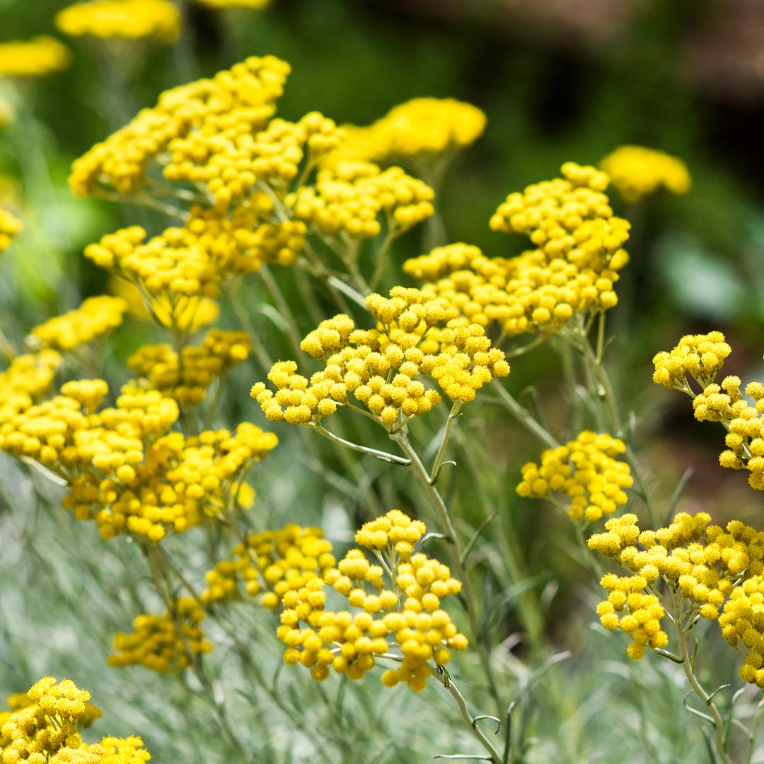 Italian Helichrysum flowers - Elliotti