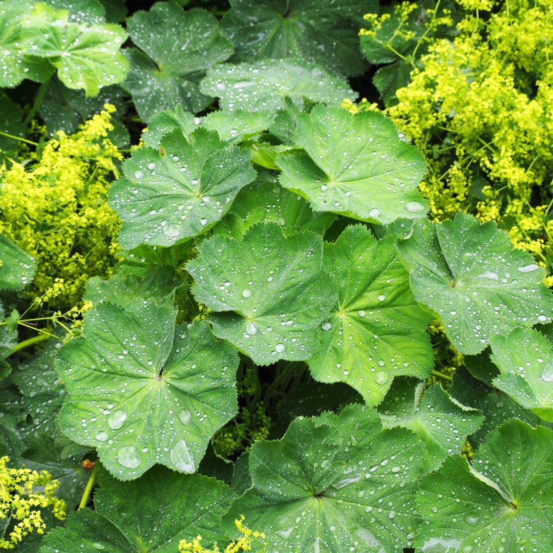 Bioptimal Lady's Mantle Organic Infusion - Elliotti