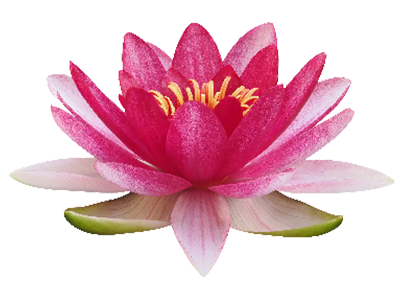 A lotus flower 
