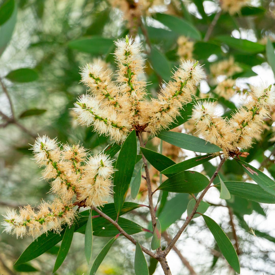  Niaouli Organic Essential Oil, 10ml - Elliotti