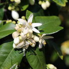 Essenciagua Orange Blossom (Neroli) Organic Hydrosol, 250ml - Elliotti