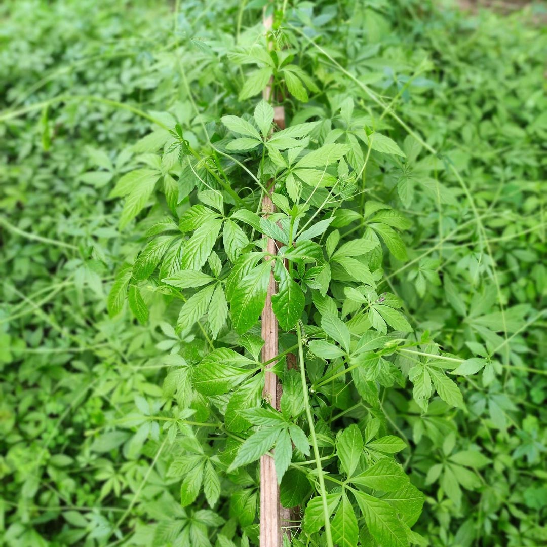 Adaptitude Organic Jiaogulan Extract, 50 ml - Elliotti