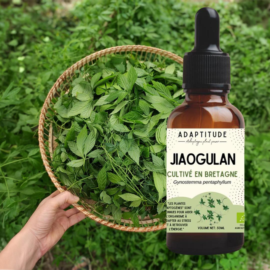 Adaptitude Organic Jiaogulan Extract, 50 ml - Elliotti