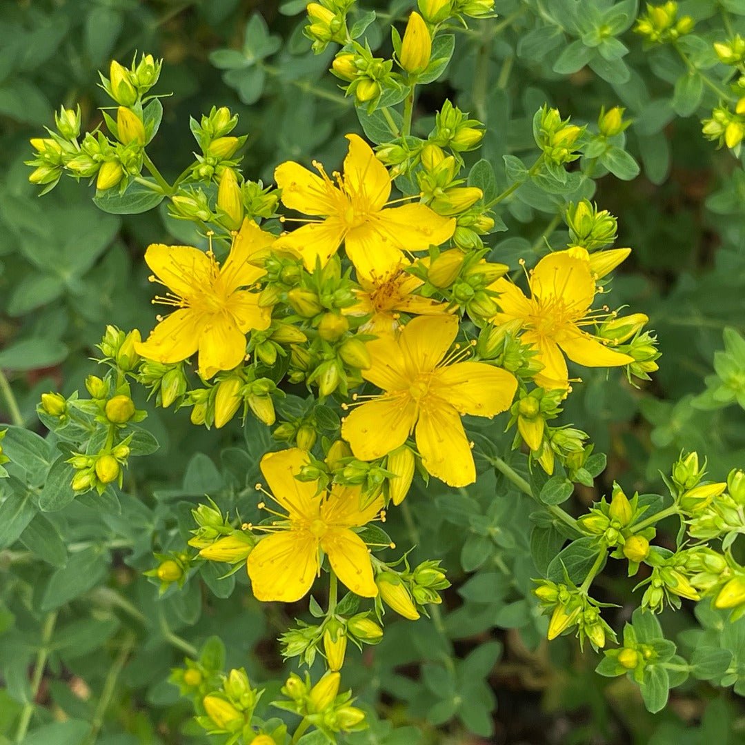 Organic St. John's Wort flowers - Elliotti