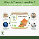 Bioptimal Organic Turmeric Powder + Black Pepper, 200 capsules - Elliotti