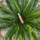 Propos'Nature Or'Sublime Organic Shimmering Oil - Elliotti