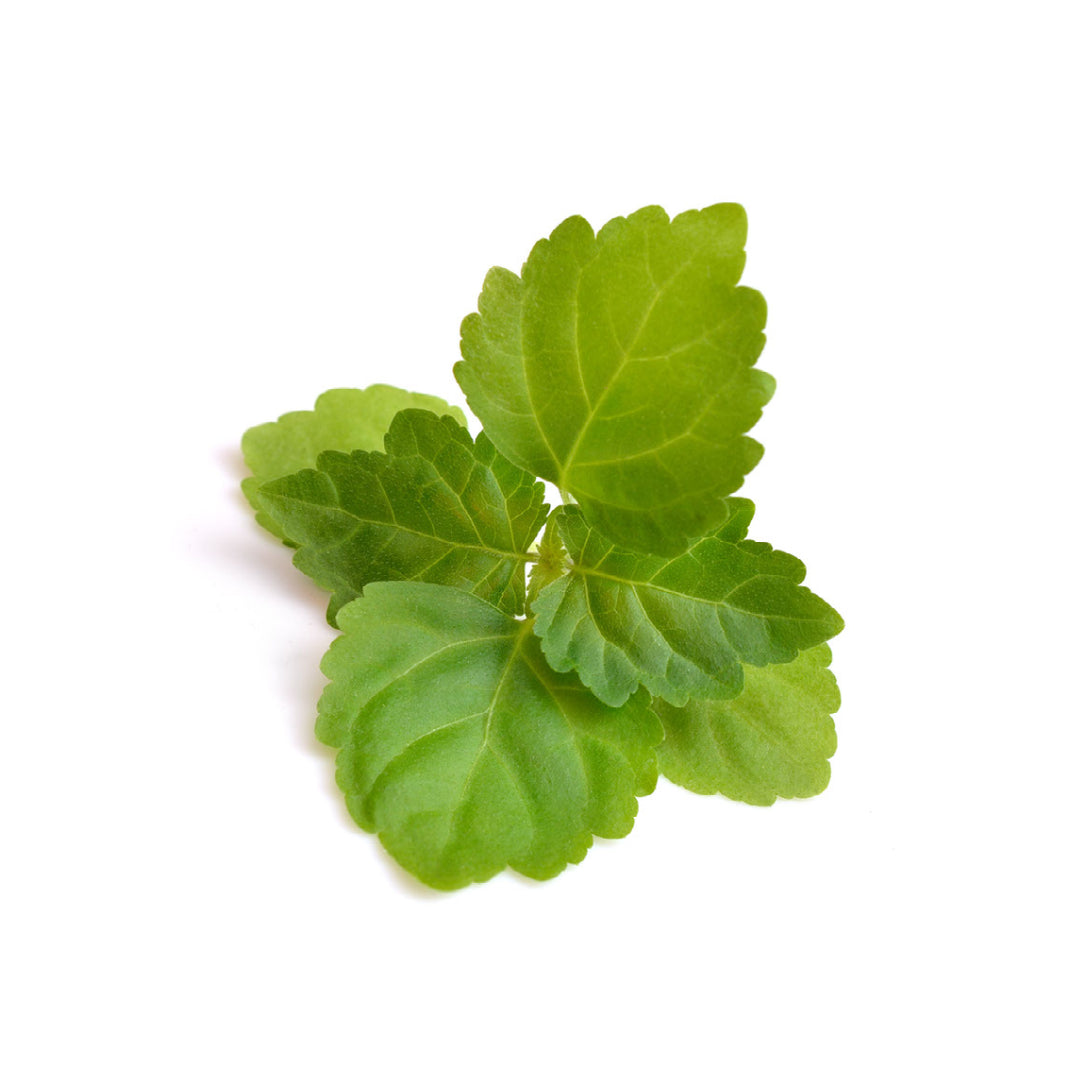 Patchouli leaves - Elliotti