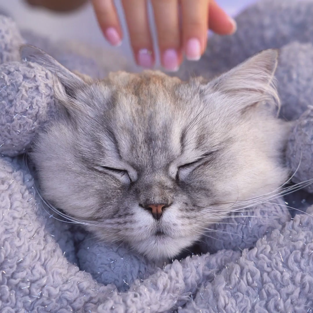 Video telling which hydrosols are safe to use with cats - Elliotti