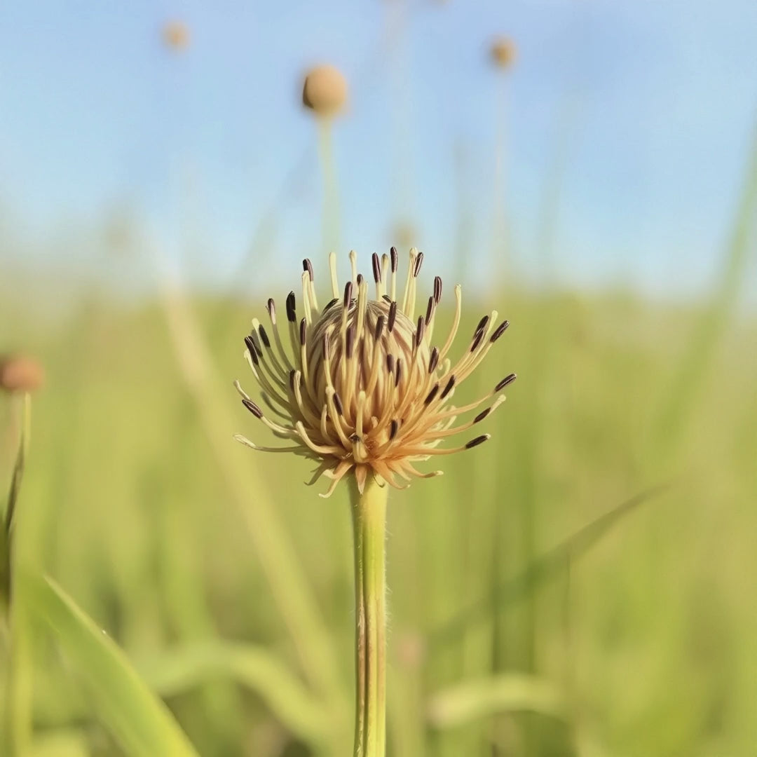 Video about the benefits of Tiger nut oil - Elliotti