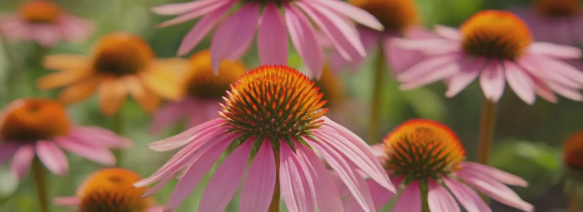 Immunity and prevention banner showing natures alleys for strengthening your immune system.