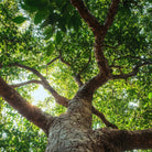 Propos'Nature Ravintsara Organic Essential Oil, 10ml - Elliotti