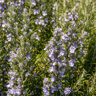 Essenciagua Rosemary Verbenone Organic Hydrosol, 250ml - Elliotti